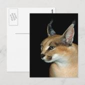 Briefkaart caracal (Voorkant / Achterkant)