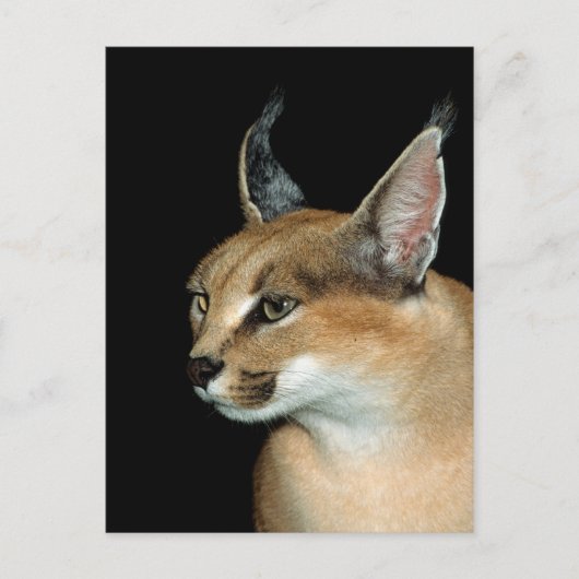 Briefkaart caracal (Voorkant)