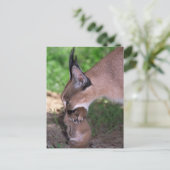 Briefkaart - caracal (Staand voorkant)
