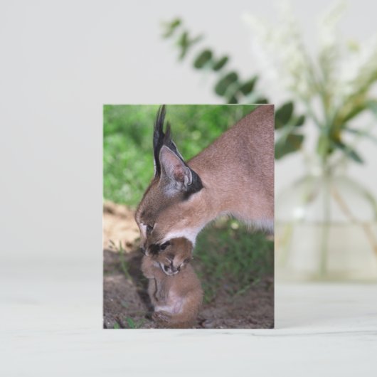Briefkaart - caracal (Staand voorkant)