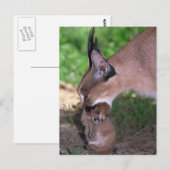 Briefkaart - caracal (Voorkant / Achterkant)