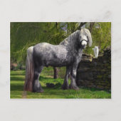 briefkaart "Caspian & Zijne Katten" (Voorkant)