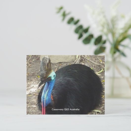 Briefkaart Cassowary QLD Australië (Staand voorkant)