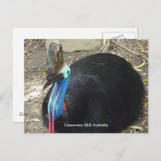 Briefkaart Cassowary QLD Australië (Voorkant / Achterkant)