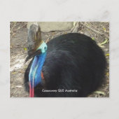 Briefkaart Cassowary QLD Australië (Voorkant)