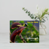 Briefkaart Cenderawasih (Staand Voorkant)