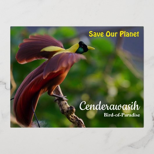 Briefkaart Cenderawasih (Voorkant)