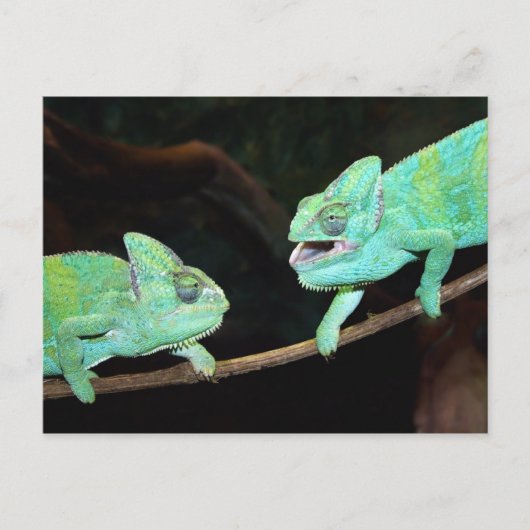 Briefkaart Chameleon (Voorkant)