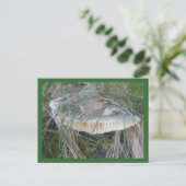 Briefkaart champignon (Staand voorkant)