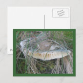 Briefkaart champignon (Voorkant / Achterkant)