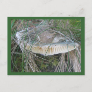 Briefkaart champignon
