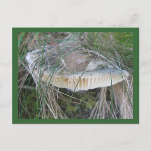 Briefkaart champignon (Voorkant)