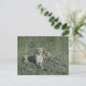 Briefkaart Cheetah Mam en haar drie cubs (Staand voorkant)