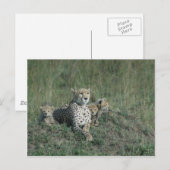 Briefkaart Cheetah Mam en haar drie cubs (Voorkant / Achterkant)