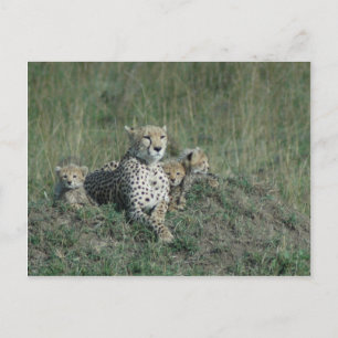Briefkaart Cheetah Mam en haar drie cubs