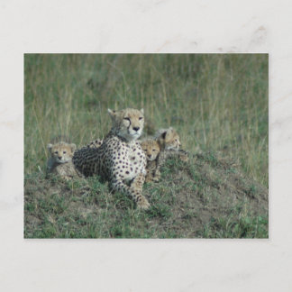 Briefkaart Cheetah Mam en haar drie cubs