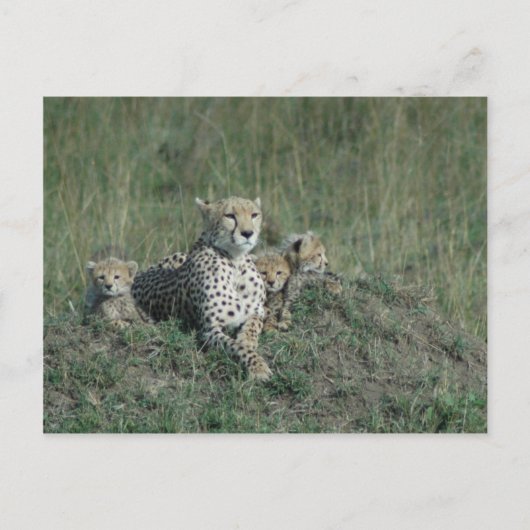 Briefkaart Cheetah Mam en haar drie cubs (Voorkant)