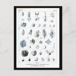 Briefkaart-chemicaliën-botanische kaart