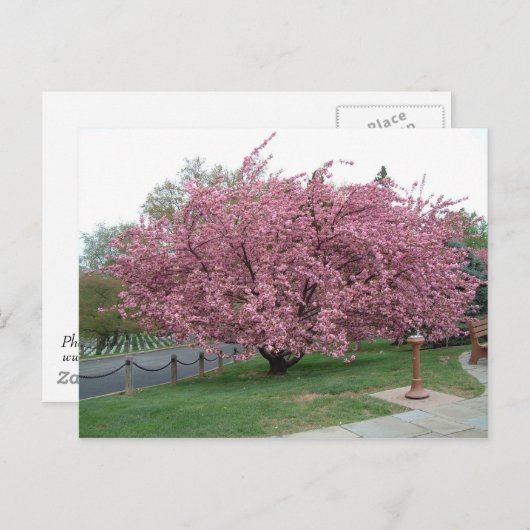 Briefkaart Cherry Tree (Voorkant / Achterkant)
