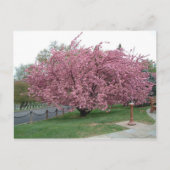 Briefkaart Cherry Tree (Voorkant)