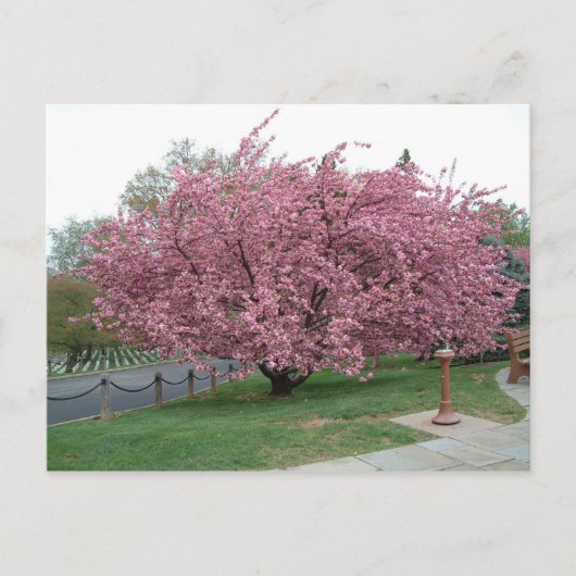 Briefkaart Cherry Tree (Voorkant)