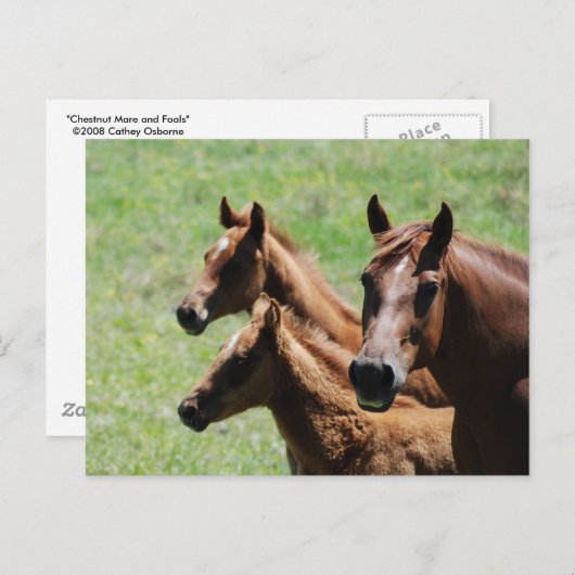 Briefkaart - Chestnut Mare & Foals (Voorkant / Achterkant)