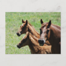 Briefkaart - Chestnut Mare & Foals