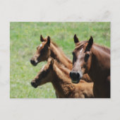 Briefkaart - Chestnut Mare & Foals (Voorkant)