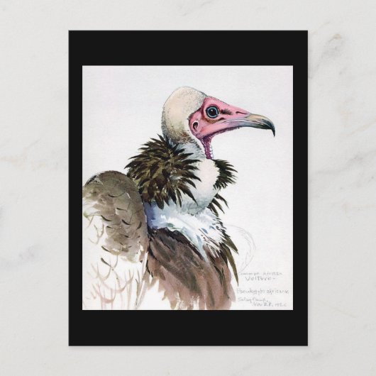 Briefkaart- Chicago Art-Abyssiniaanse vogels 10 Briefkaart (Voorkant)