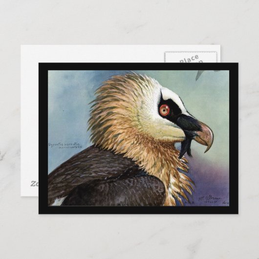 Briefkaart- Chicago Art-Abyssiniaanse vogels 11 Briefkaart (Voorkant / Achterkant)