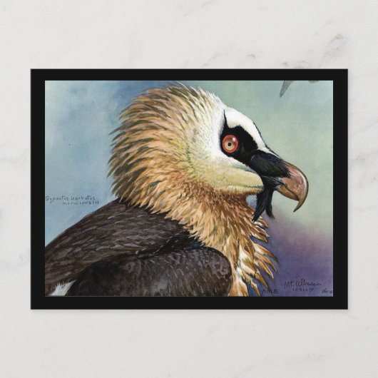 Briefkaart- Chicago Art-Abyssiniaanse vogels 11 Briefkaart (Voorkant)