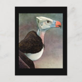 Briefkaart- Chicago Art-Abyssiniaanse vogels 12 Briefkaart (Voorkant)