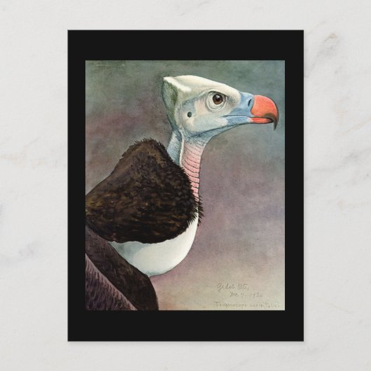 Briefkaart- Chicago Art-Abyssiniaanse vogels 12 Briefkaart (Voorkant)