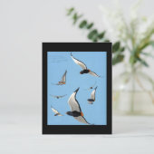 Briefkaart- Chicago Art-Abyssiniaanse vogels 13 Briefkaart (Staand voorkant)