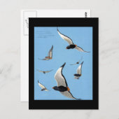 Briefkaart- Chicago Art-Abyssiniaanse vogels 13 Briefkaart (Voorkant / Achterkant)