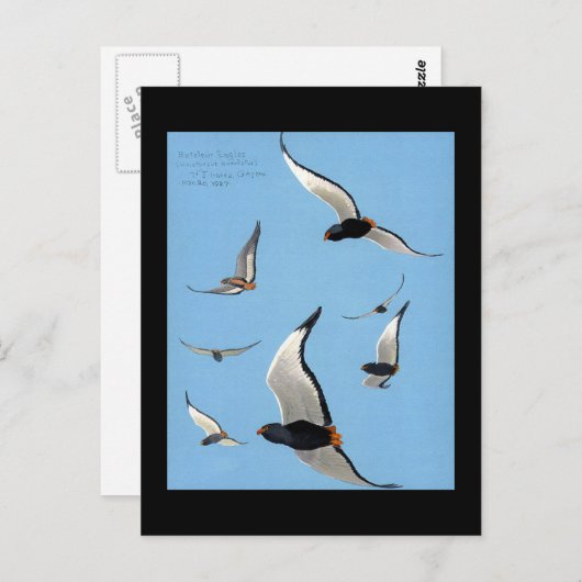 Briefkaart- Chicago Art-Abyssiniaanse vogels 13 Briefkaart (Voorkant / Achterkant)