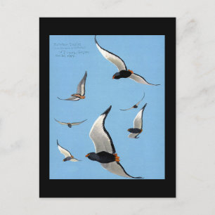 Briefkaart- Chicago Art-Abyssiniaanse vogels 13 Briefkaart