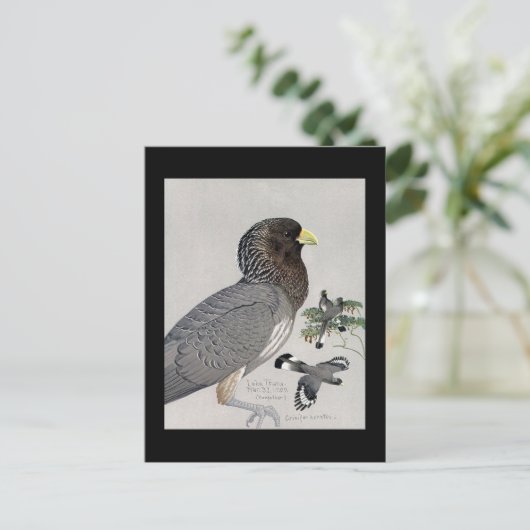 Briefkaart- Chicago Art-Abyssiniaanse vogels 14 Briefkaart (Staand voorkant)