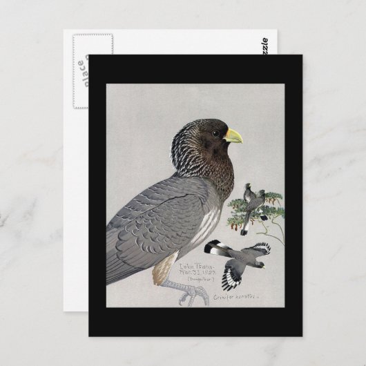 Briefkaart- Chicago Art-Abyssiniaanse vogels 14 Briefkaart (Voorkant / Achterkant)