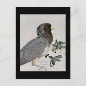 Briefkaart- Chicago Art-Abyssiniaanse vogels 14 Briefkaart (Voorkant)