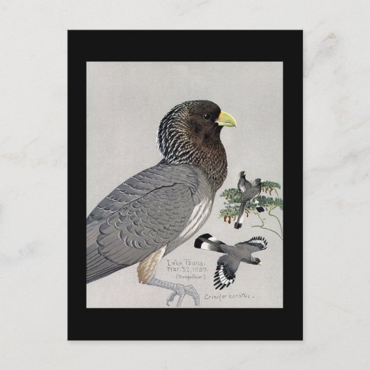 Briefkaart- Chicago Art-Abyssiniaanse vogels 14 Briefkaart (Voorkant)