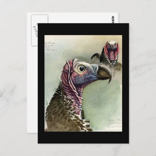 Briefkaart- Chicago Art-Abyssiniaanse vogels 15 Briefkaart (Voorkant / Achterkant)