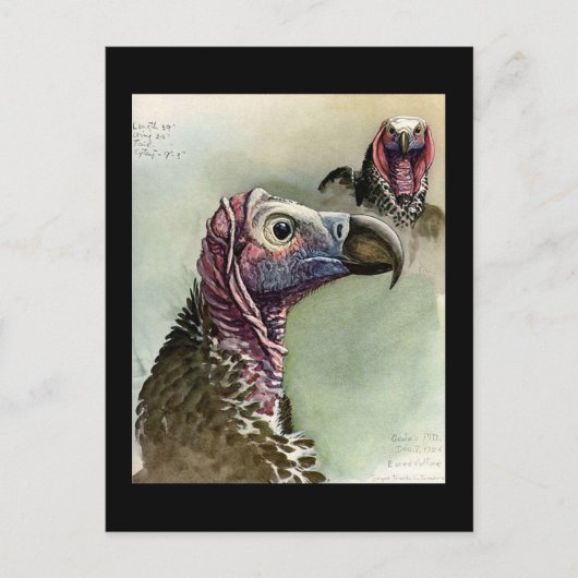 Briefkaart- Chicago Art-Abyssiniaanse vogels 15 Briefkaart (Voorkant)