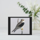 Briefkaart- Chicago Art-Abyssiniaanse vogels 17 Briefkaart (Staand voorkant)