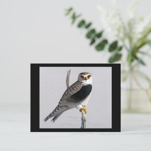 Briefkaart- Chicago Art-Abyssiniaanse vogels 17 Briefkaart (Staand voorkant)