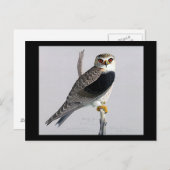 Briefkaart- Chicago Art-Abyssiniaanse vogels 17 Briefkaart (Voorkant / Achterkant)