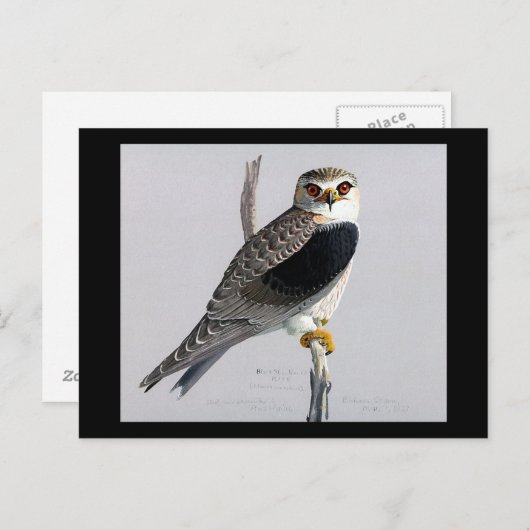 Briefkaart- Chicago Art-Abyssiniaanse vogels 17 Briefkaart (Voorkant / Achterkant)