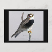 Briefkaart- Chicago Art-Abyssiniaanse vogels 17 Briefkaart (Voorkant)