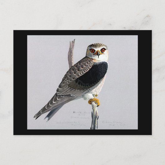 Briefkaart- Chicago Art-Abyssiniaanse vogels 17 Briefkaart (Voorkant)