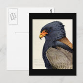 Briefkaart- Chicago Art-Abyssiniaanse vogels 18 Briefkaart (Voorkant / Achterkant)